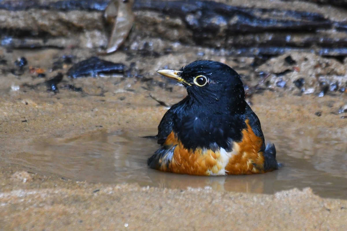 Черногрудый дрозд - ML647467018