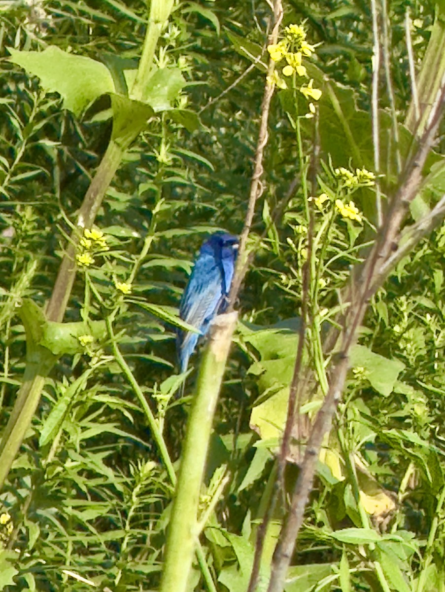 Indigo Bunting - ML647467023