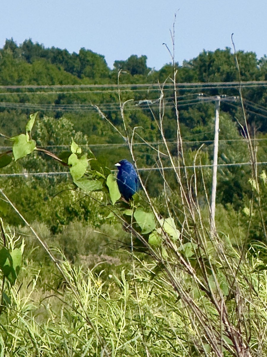 Indigo Bunting - ML647467024
