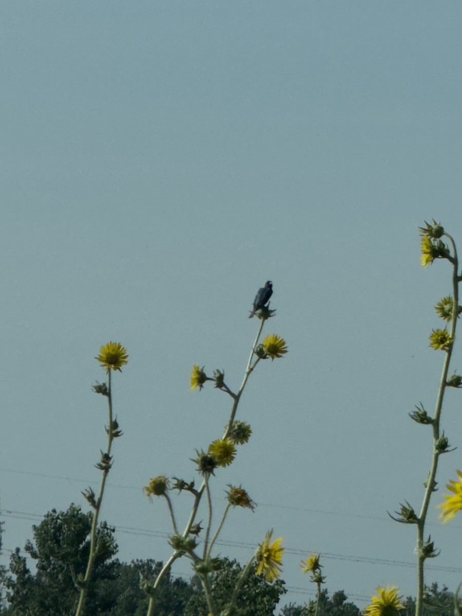 Indigo Bunting - ML647467025