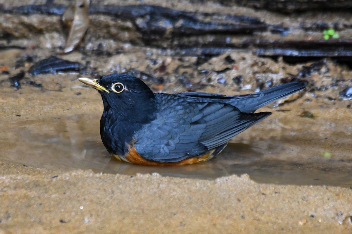 Черногрудый дрозд - ML647467026