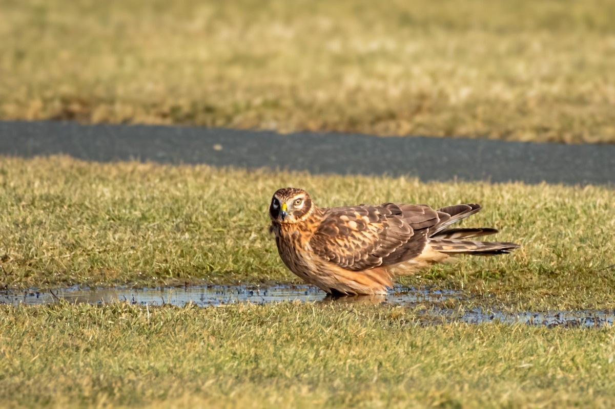 Northern Harrier - ML647467038