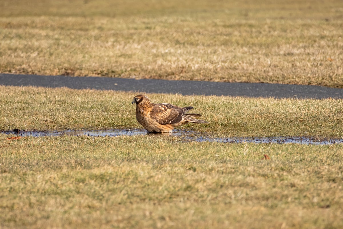 Northern Harrier - ML647467039