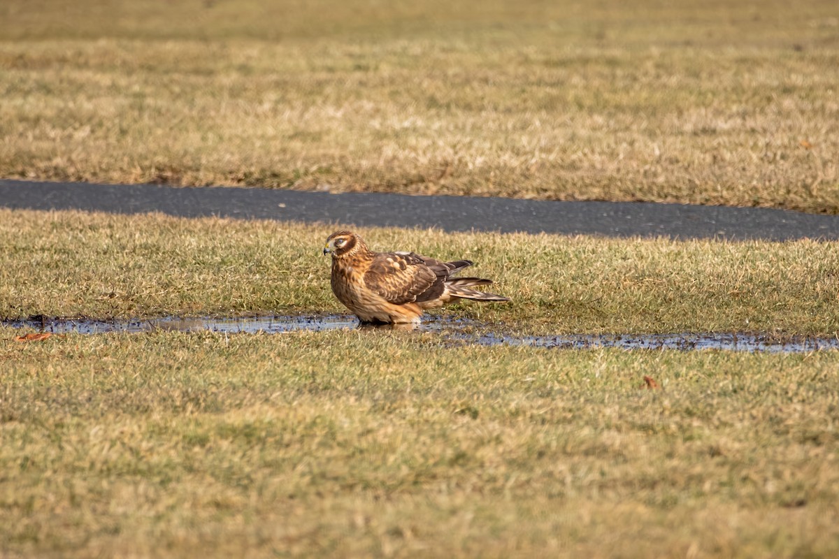 Northern Harrier - ML647467040