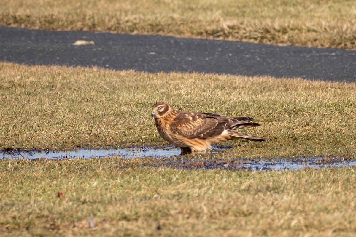 Northern Harrier - ML647467041