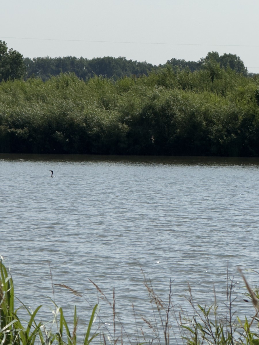 Ушастый баклан - ML647467044