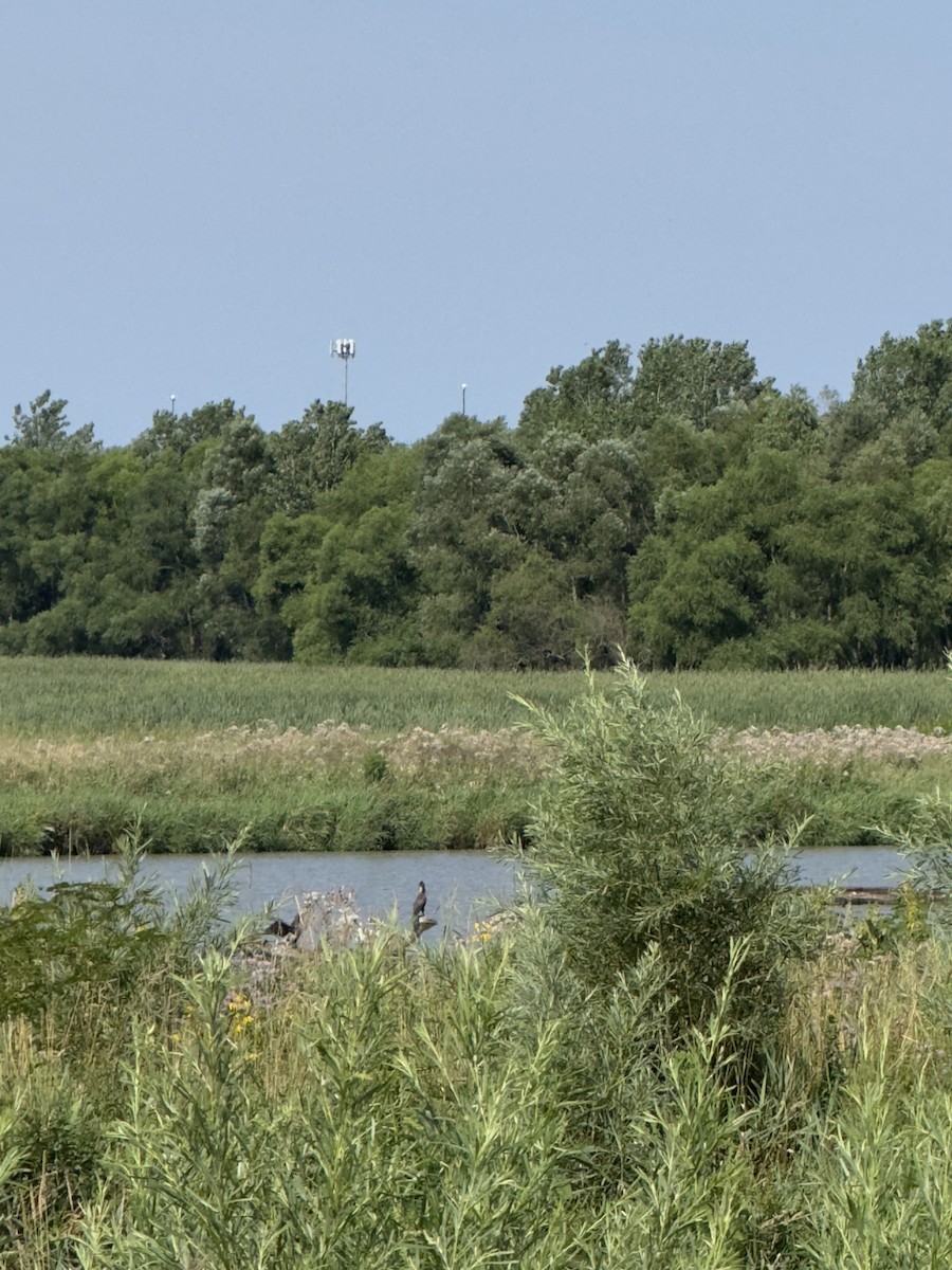 Ушастый баклан - ML647467064