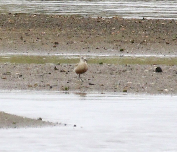 Red-breasted Dotterel - ML647467076