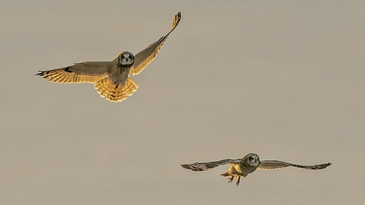 Short-eared Owl - ML647467078