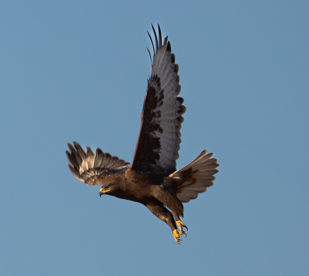 kongevåk - ML647467079