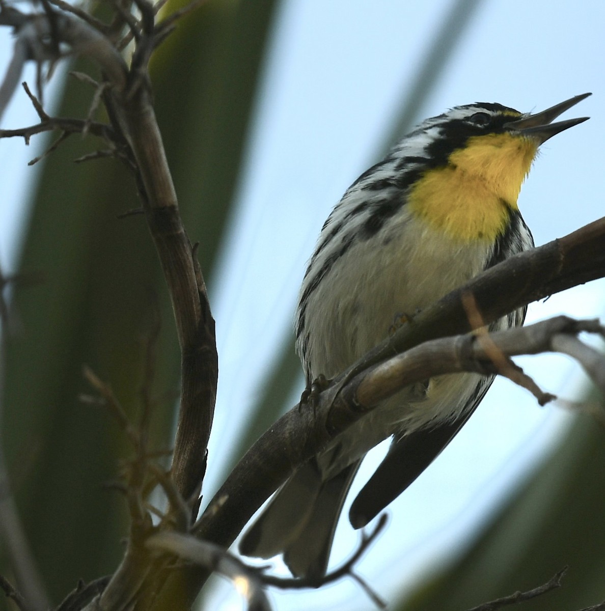 Yellow-throated Warbler - ML647467126