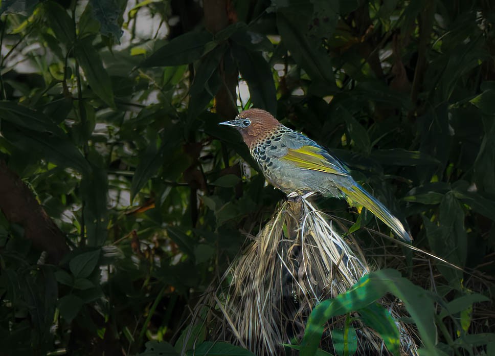 Assam Laughingthrush - ML647467131