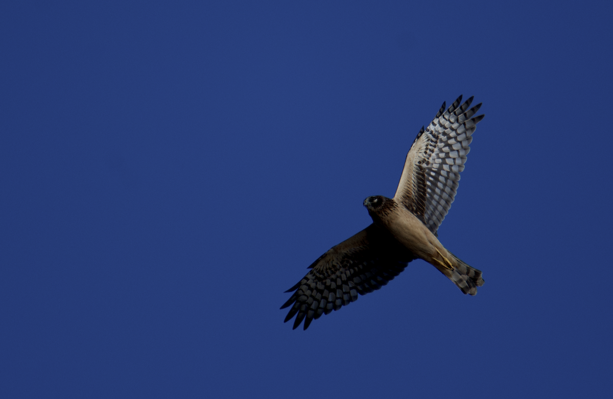 Northern Harrier - ML647467133