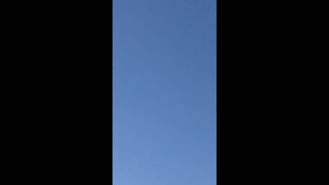 Серобрюхий иглохвост - ML647467170