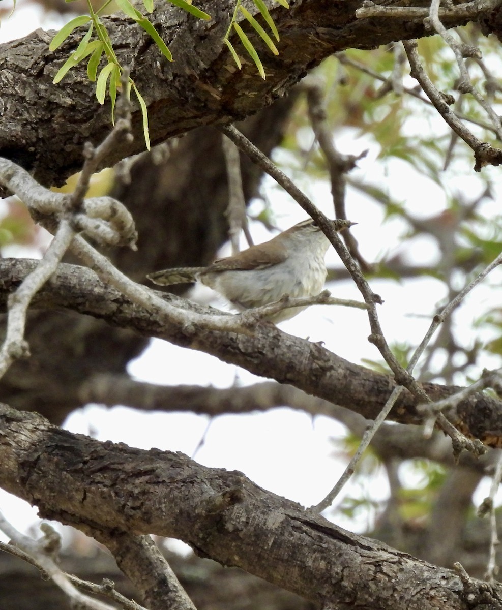 Troglodyte de Bewick - ML647467173