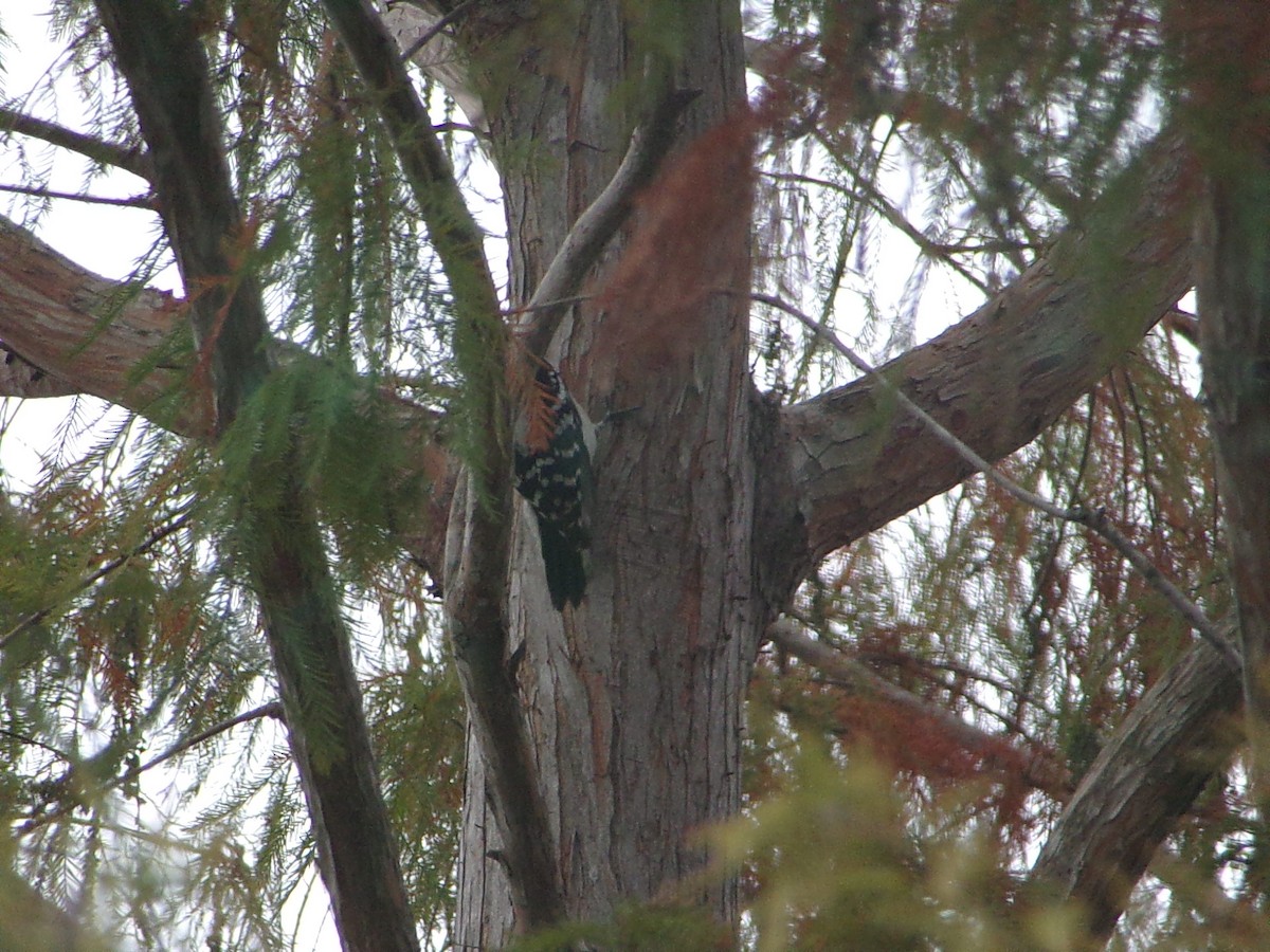 Dunenspecht - ML647467188