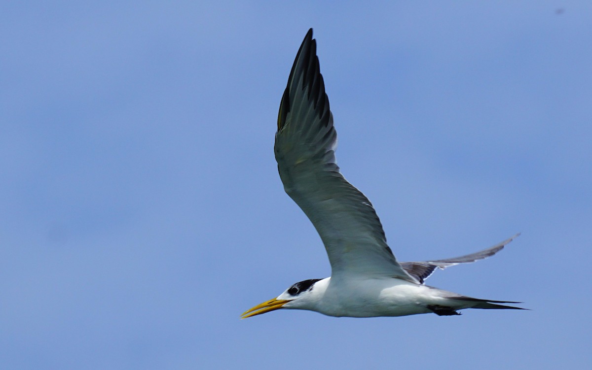 Great Crested Tern - ML647467189