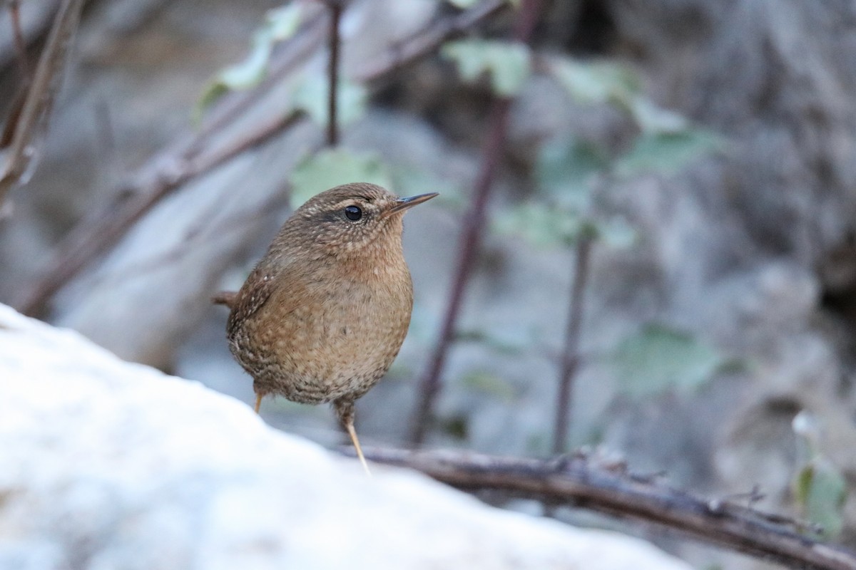 Pacific Wren - ML647467193