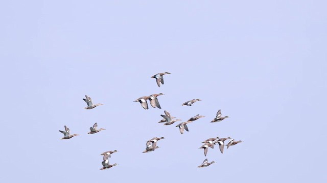 Northern Shoveler - ML647467209