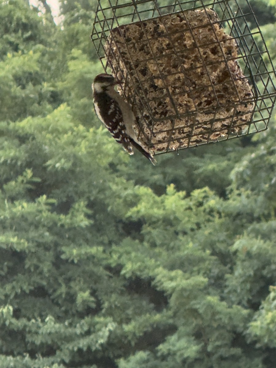 Dunenspecht - ML647467212