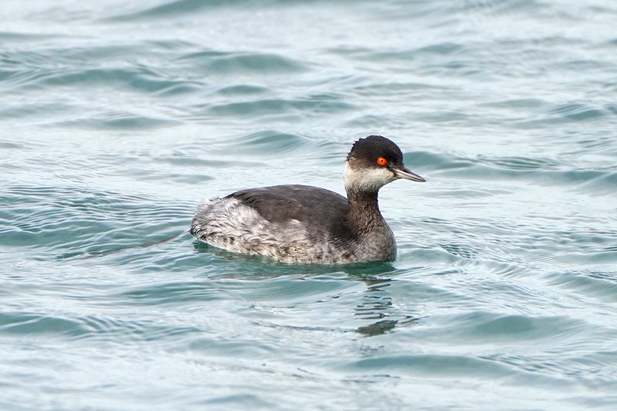 Schwarzhalstaucher - ML647467223