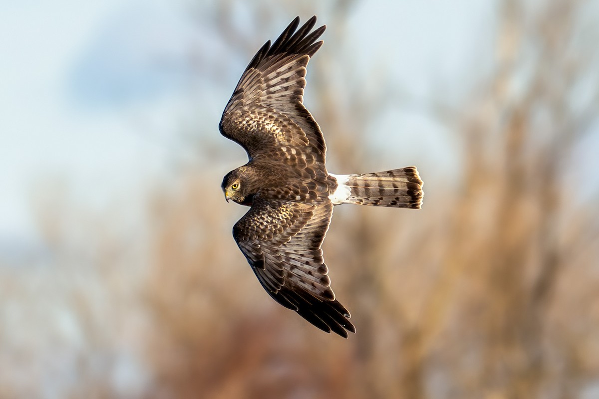 Northern Harrier - ML647467238