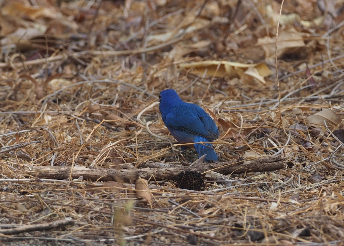 Rose-bellied Bunting - ML647467283