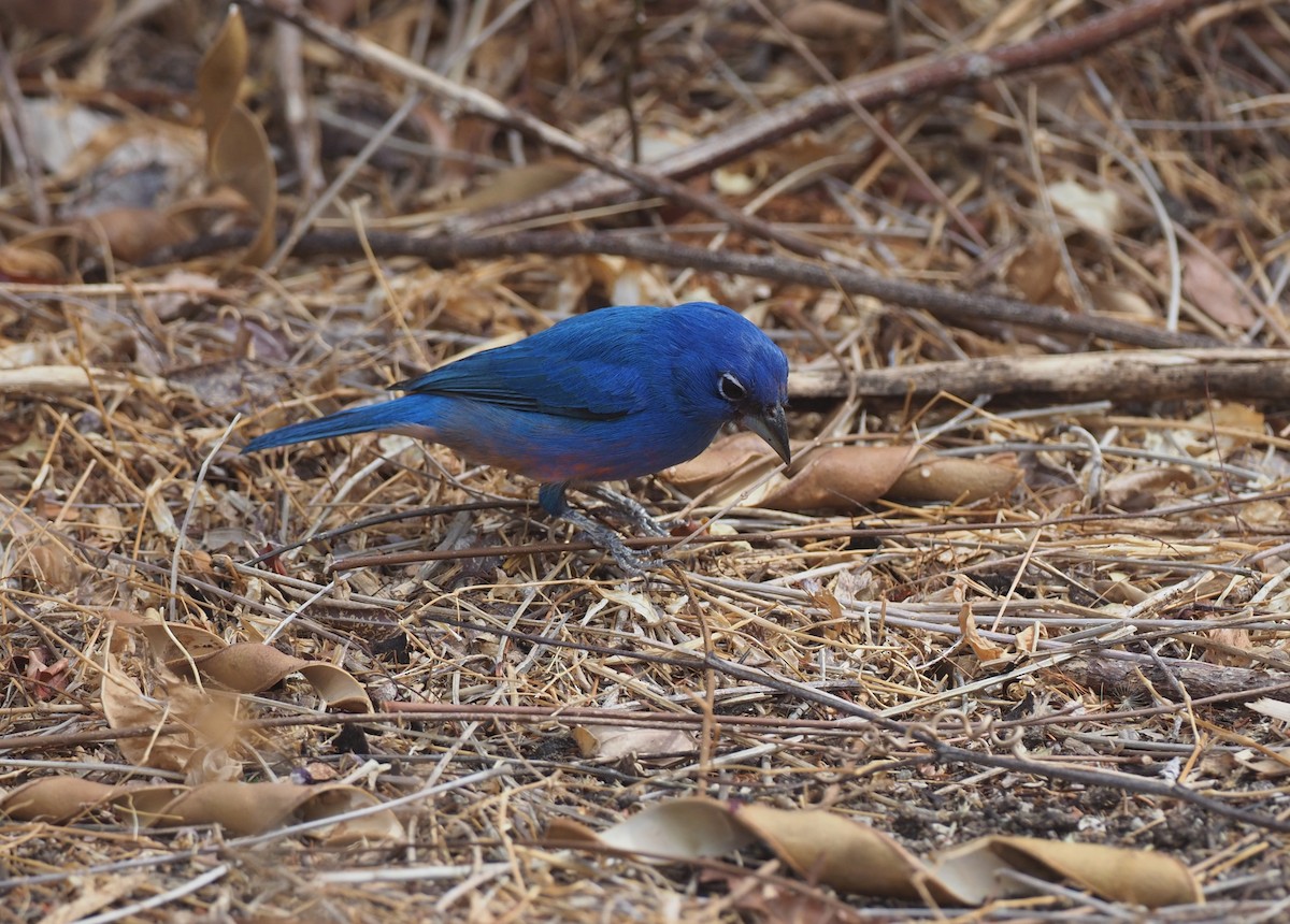 Rose-bellied Bunting - ML647467284