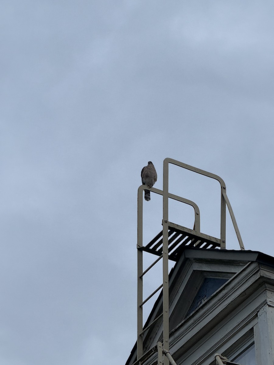 Cooper's Hawk - ML647467303