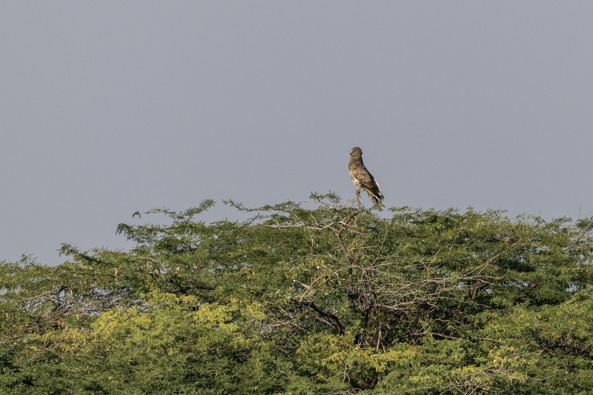 Short-toed Snake-Eagle - ML647467317