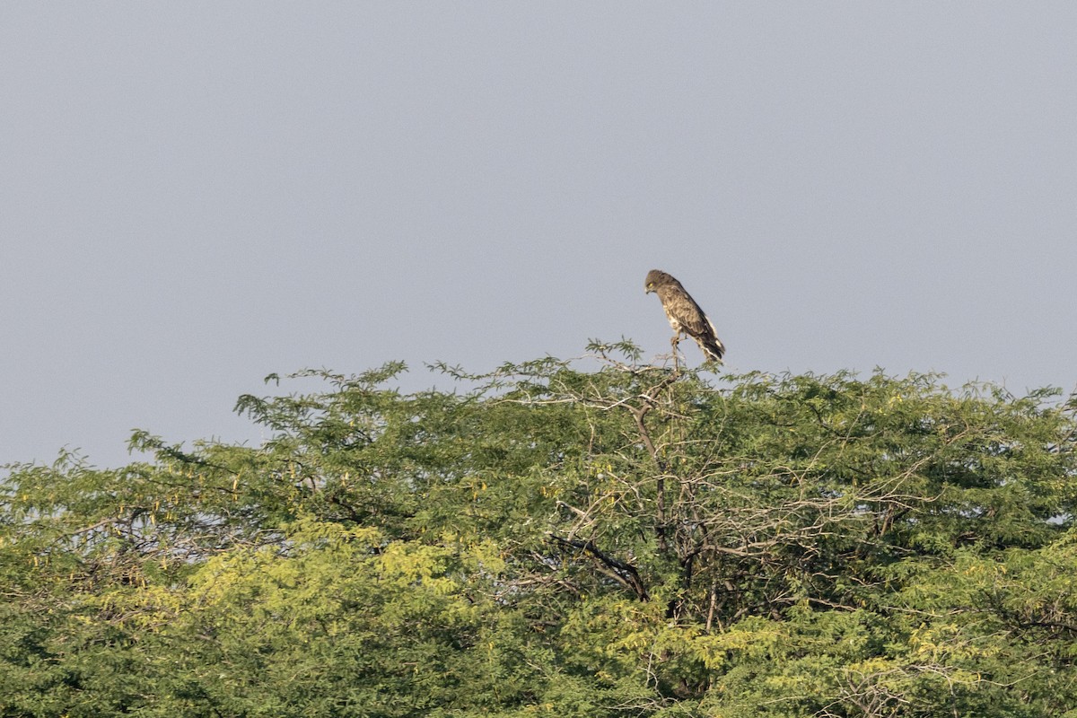 Short-toed Snake-Eagle - ML647467318