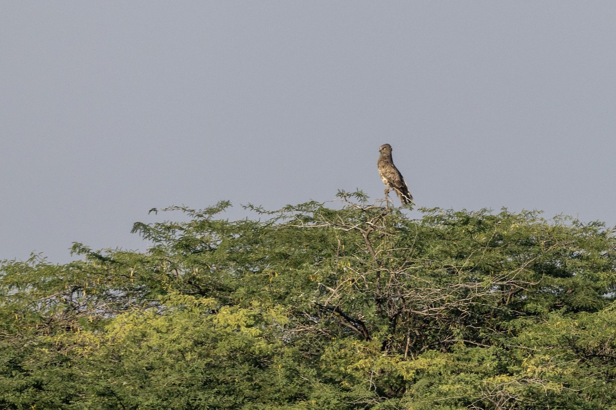 Short-toed Snake-Eagle - ML647467319