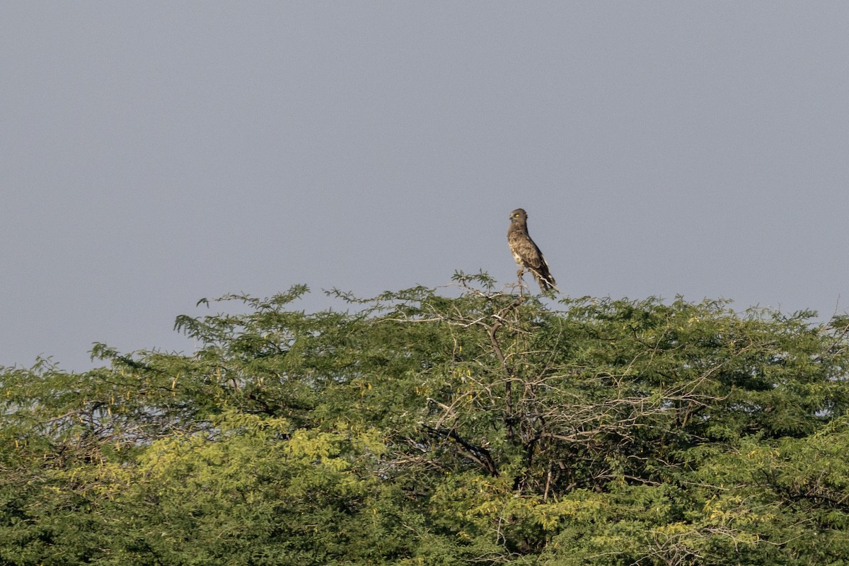 Short-toed Snake-Eagle - ML647467320