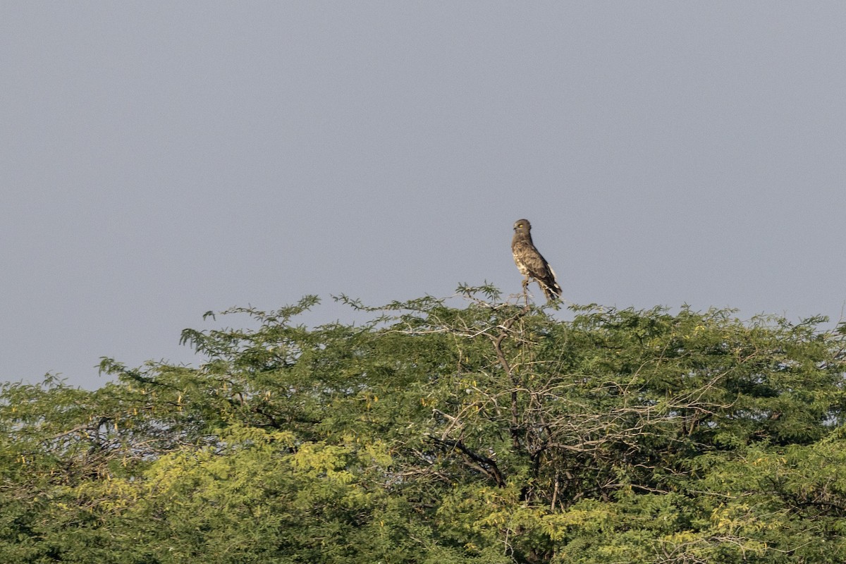 Short-toed Snake-Eagle - ML647467321