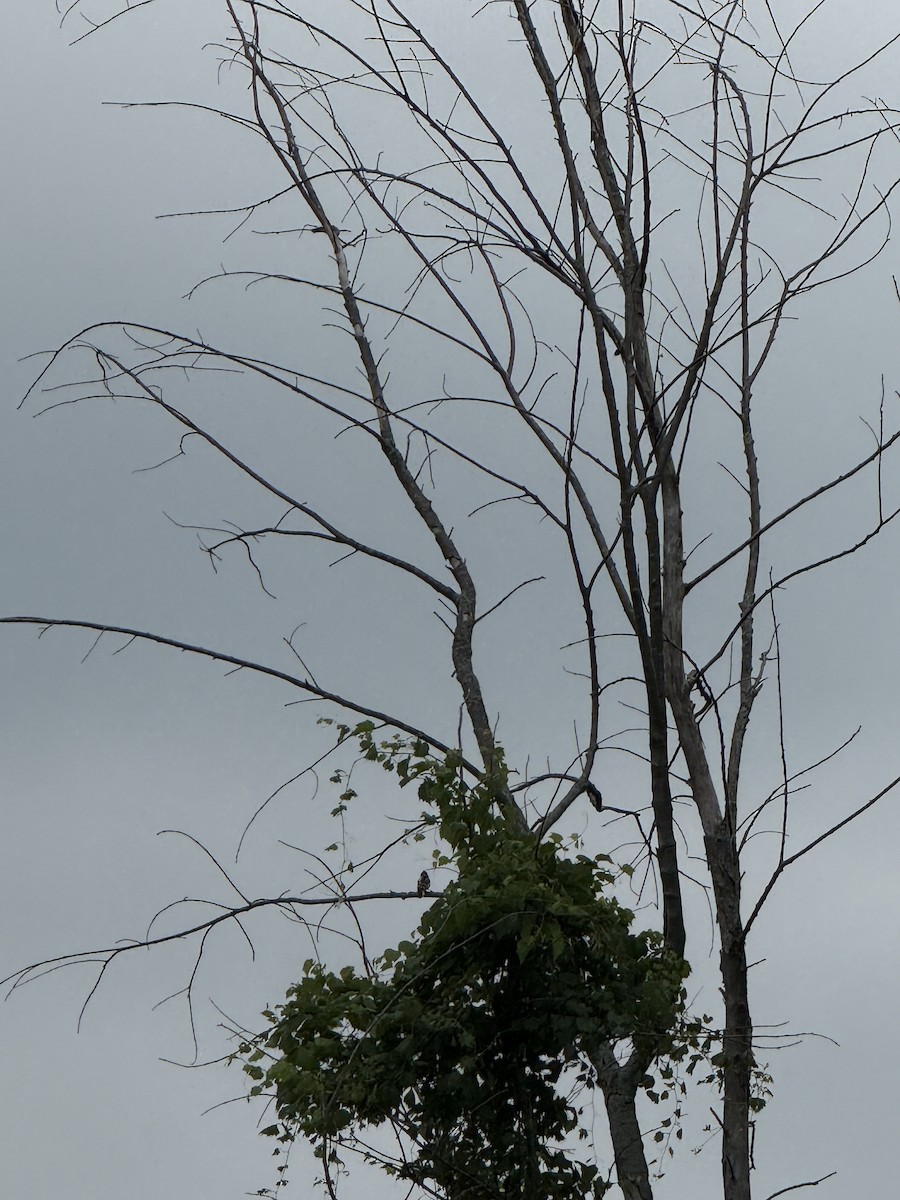 Dunenspecht - ML647467329