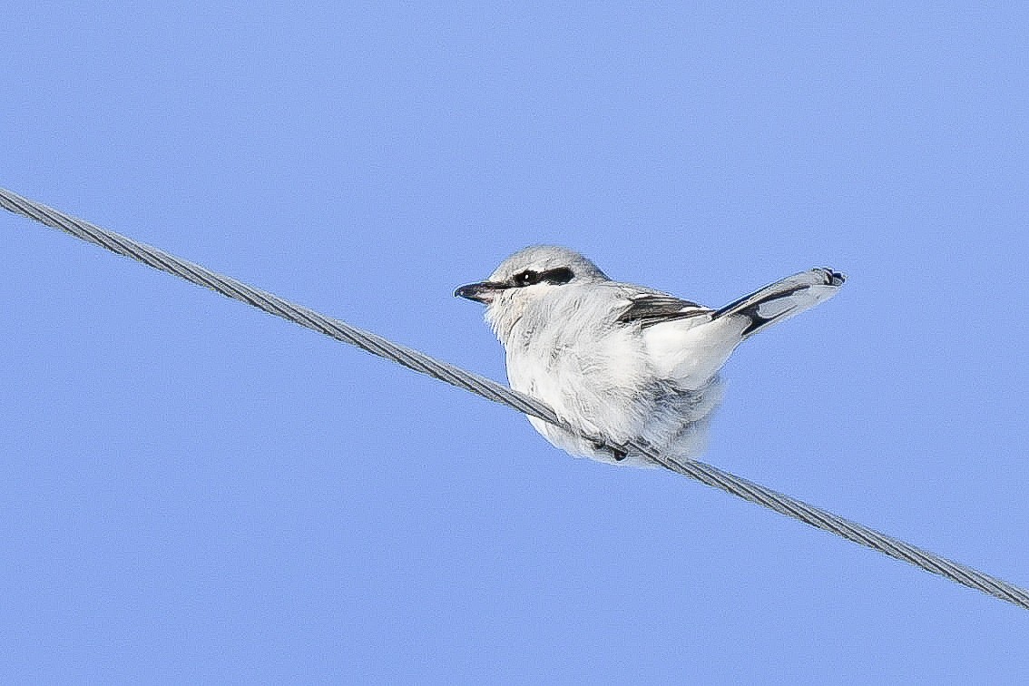 Alcaudón Boreal - ML647467333