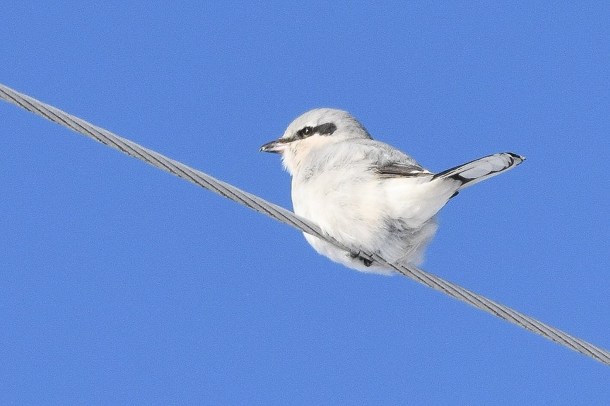 Alcaudón Boreal - ML647467334