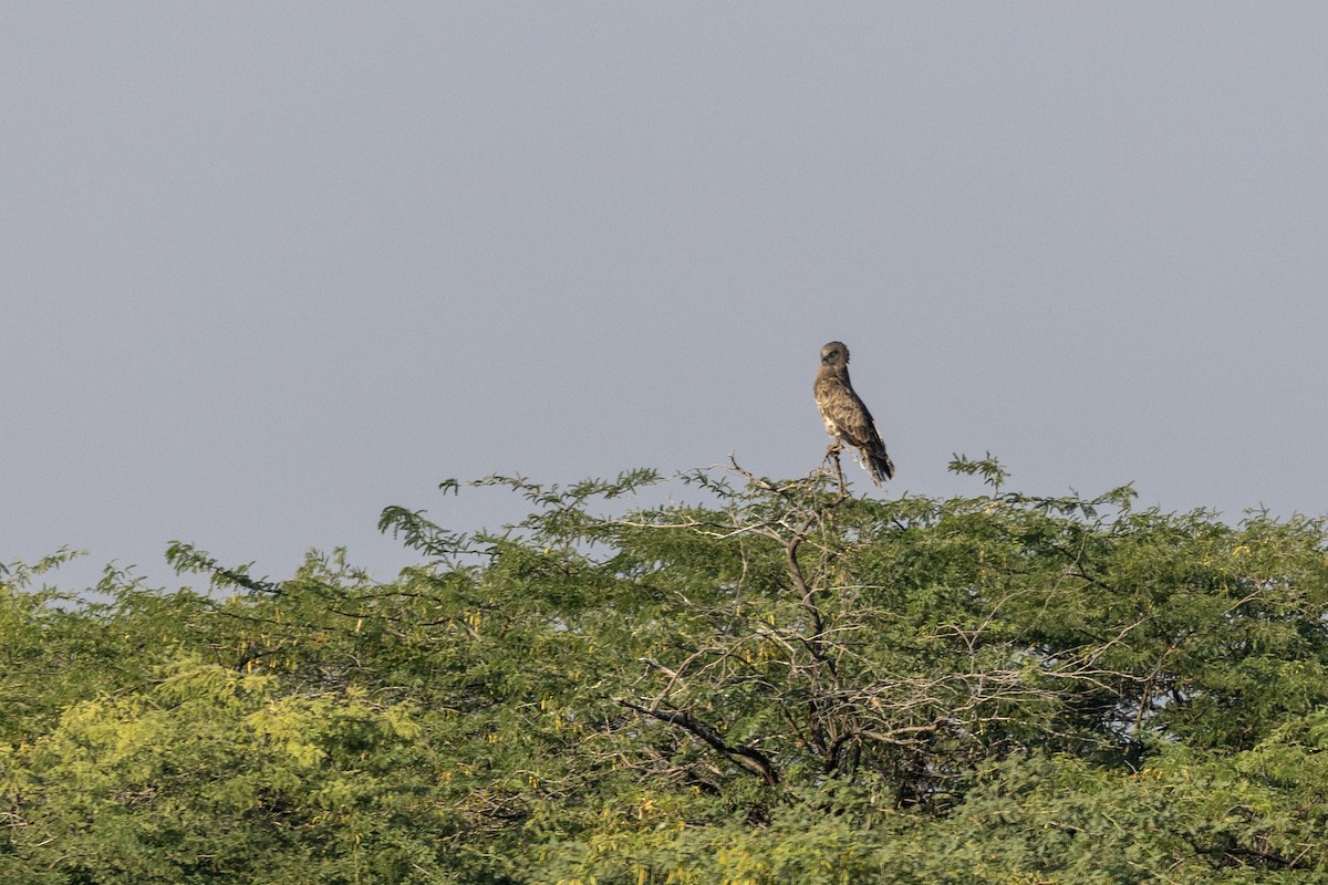 Short-toed Snake-Eagle - ML647467337