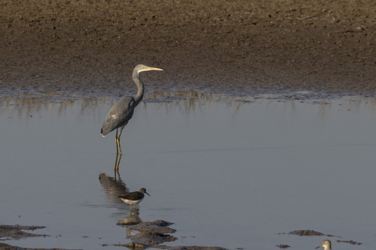 Western Reef-Heron - ML647467361