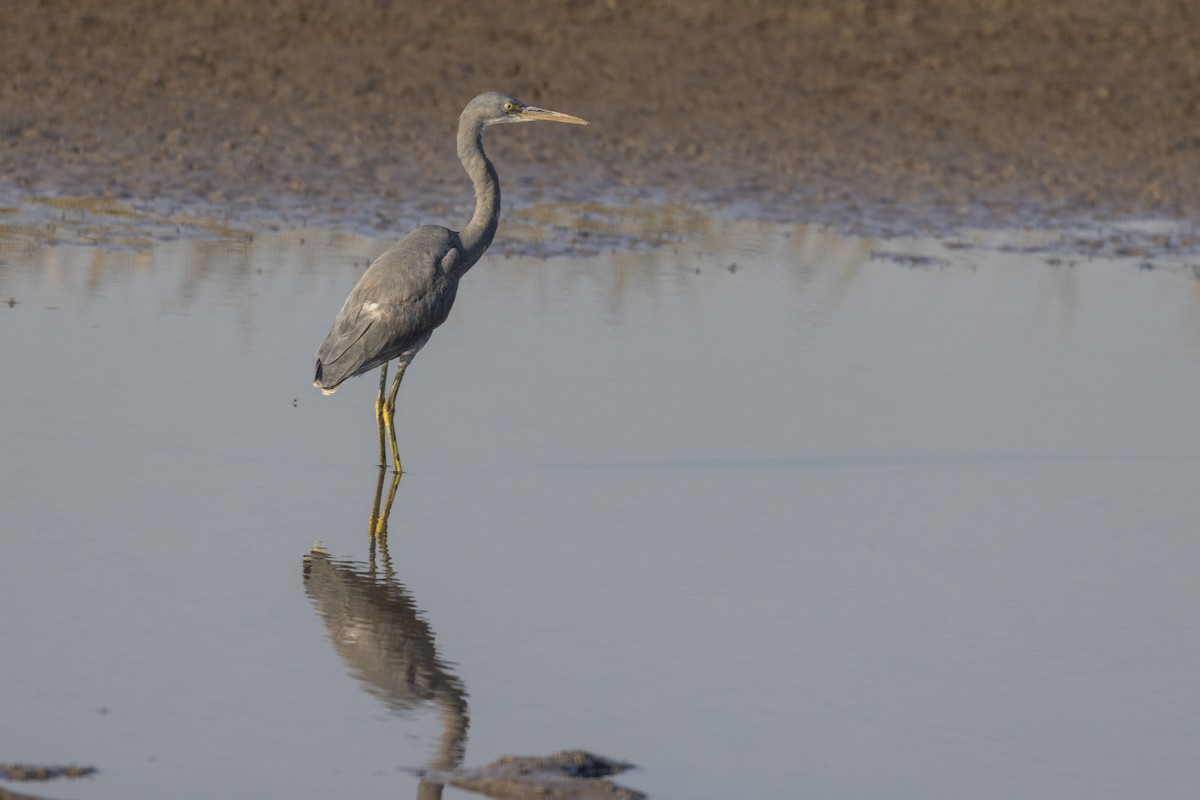 Western Reef-Heron - ML647467362