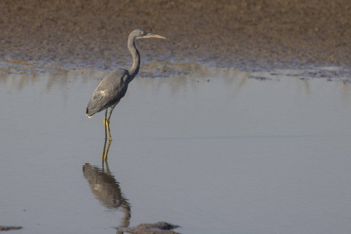 Western Reef-Heron - ML647467363