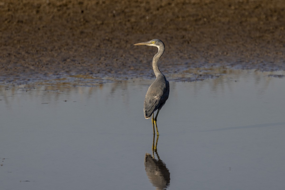 Western Reef-Heron - ML647467376