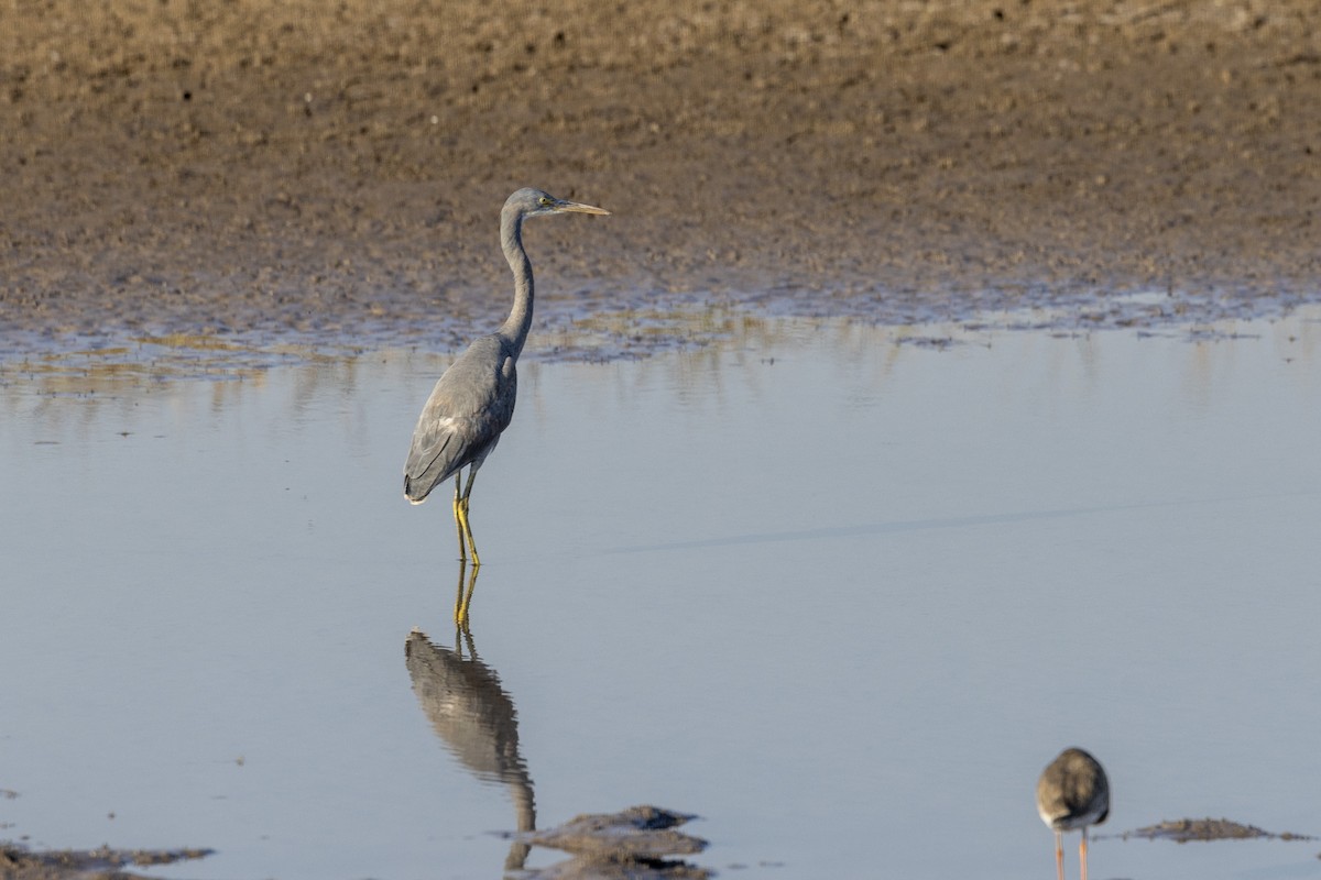 Western Reef-Heron - ML647467378