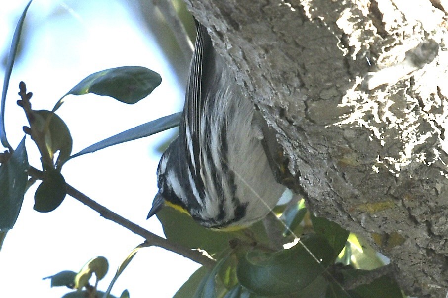 Yellow-throated Warbler - ML647467390