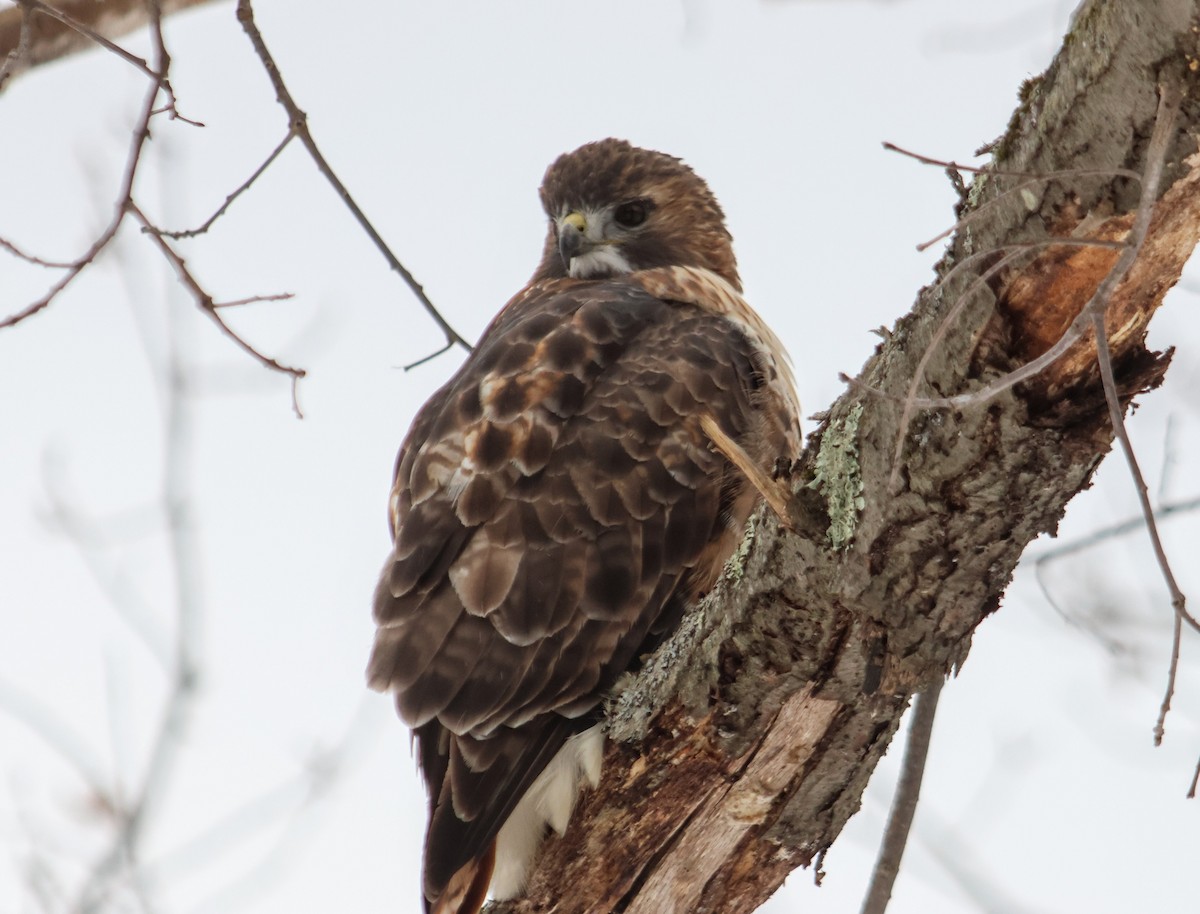 Red-tailed Hawk - ML647467421