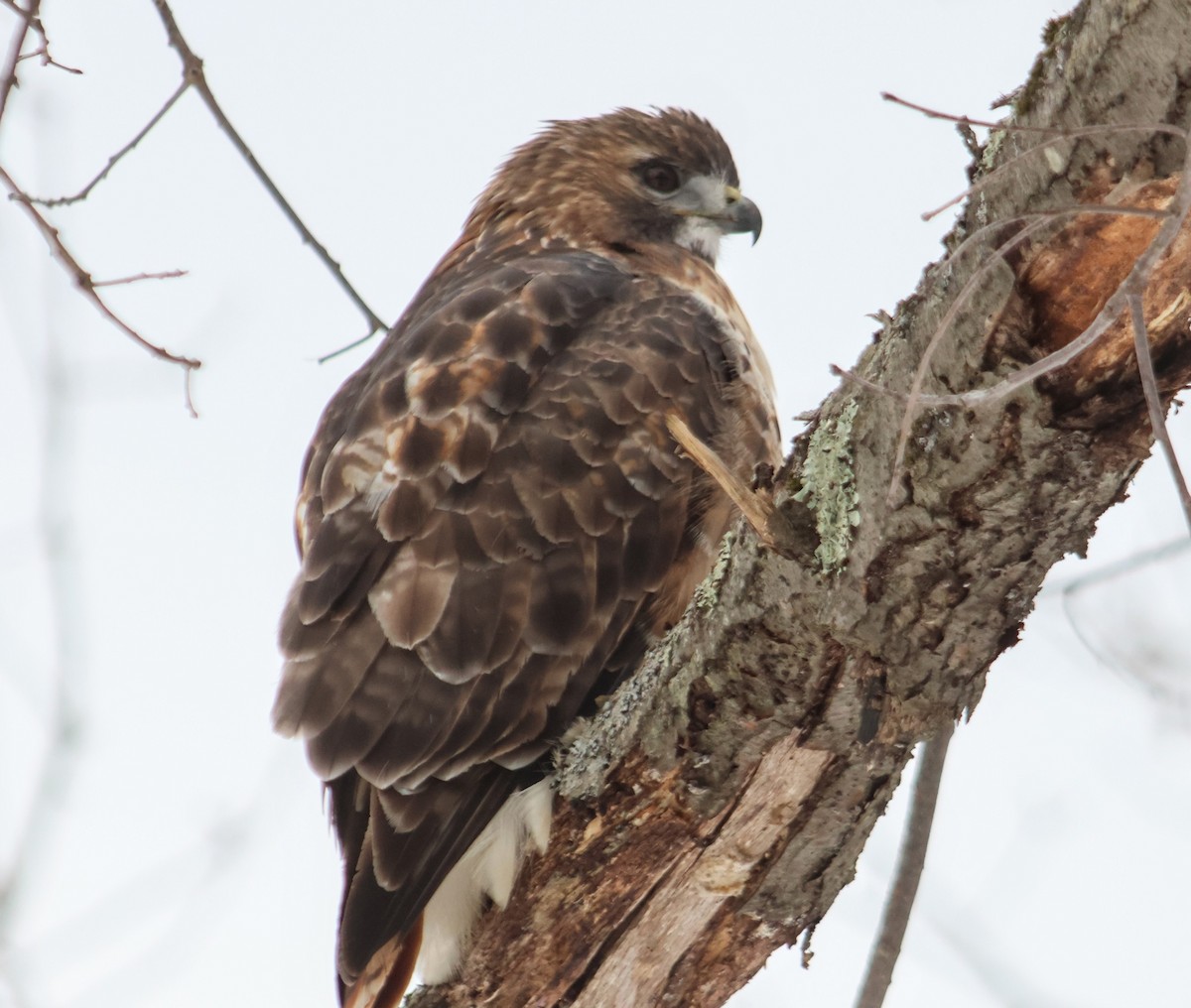 Red-tailed Hawk - ML647467423
