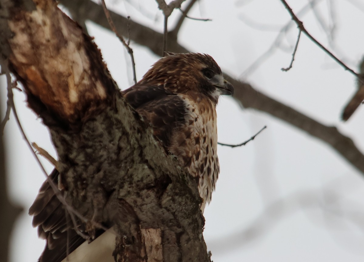 Red-tailed Hawk - ML647467425