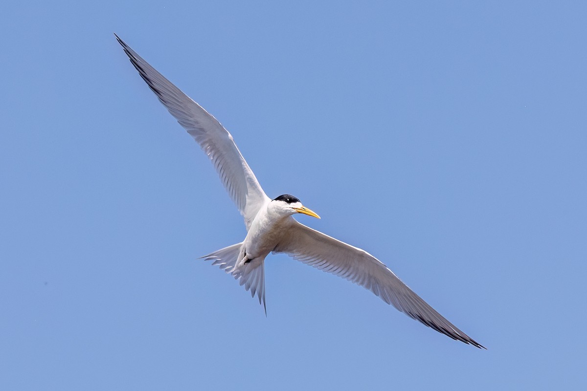 Great Crested Tern - ML647467427