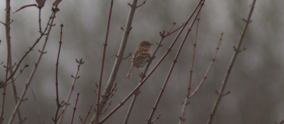 Field Sparrow - ML647467434