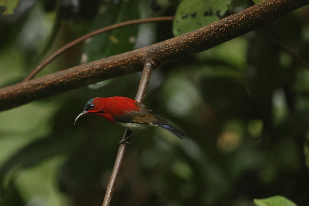 Crimson Sunbird - ML647467450